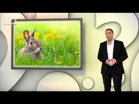 Pourquoi mange-t-on des oeufs, des cloches et des lapins en chocolat à Pâques ?