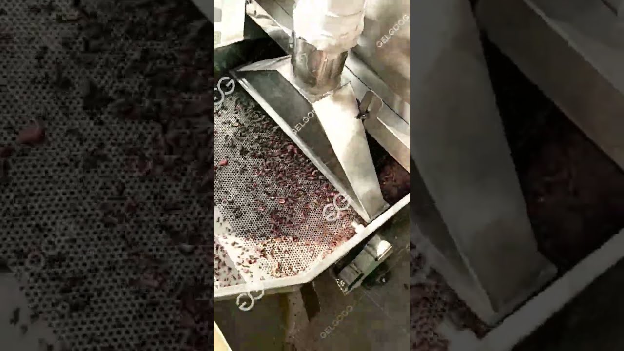 Comment Éplucher les Fèves de Cacao ?