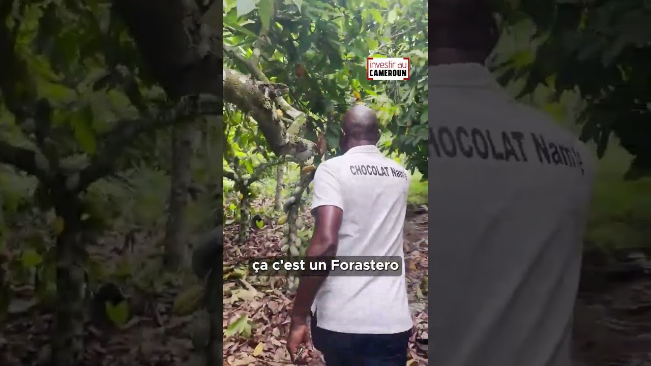 Découvrez les 3 types de cacaoyers au Cameroun !