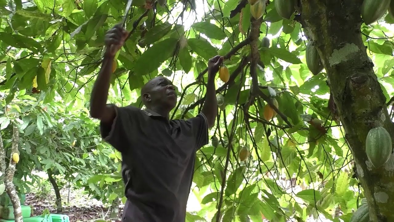 Campagne Café-Cacao 2025/2026 : l’amélioration des conditions de vie des producteurs (Côte d'Ivoire)