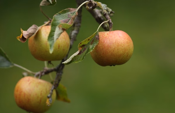 Pommes du verger : à quel moment les récolter pour un goût optimal ?